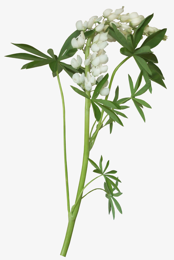 白色花枝免抠