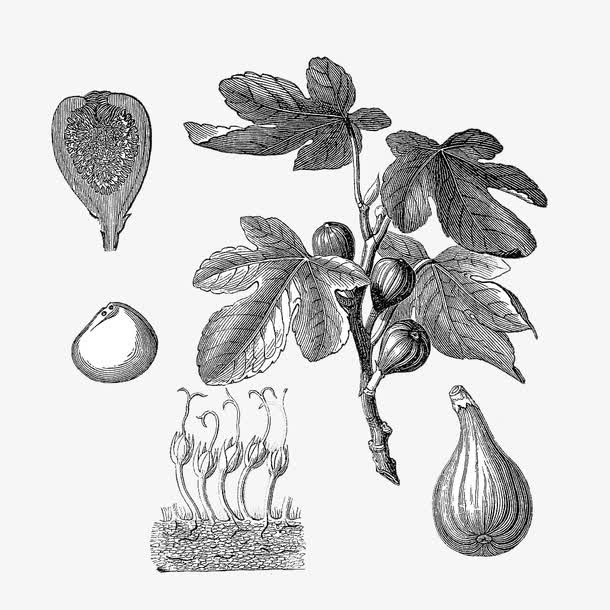 素描风格植被无花果介绍免抠