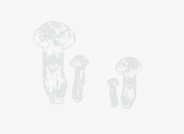 几颗小小松茸免抠