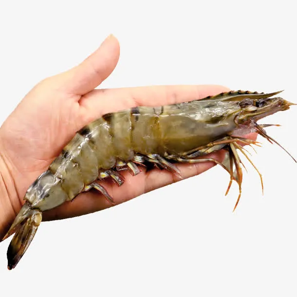 越南黑虎虾免抠