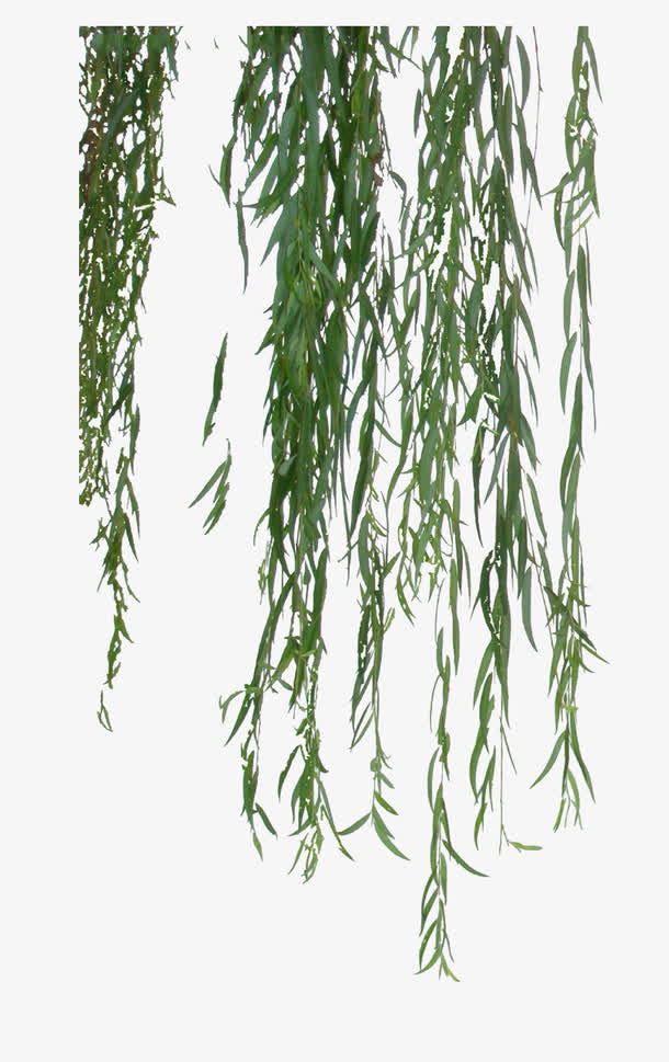 垂直柳絮特写免抠