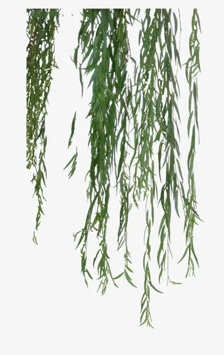 垂直柳絮特写免抠