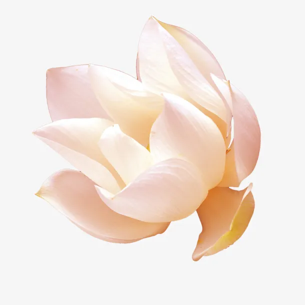 花瓣免抠