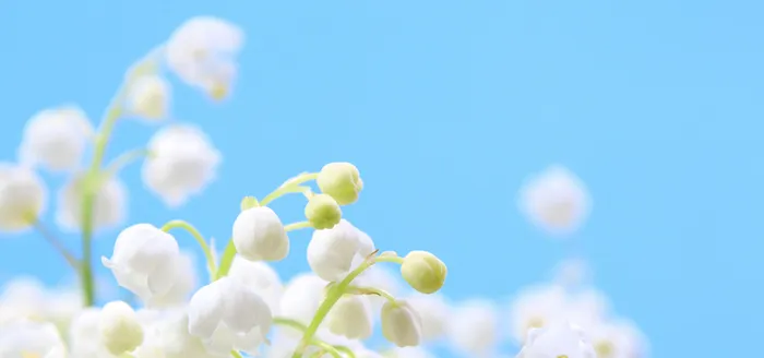 白色铃兰花簇背景高清