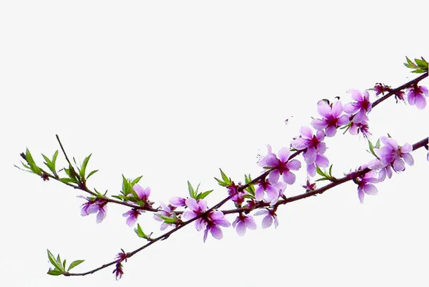 实物春天桃花树枝免抠