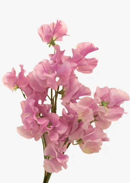 手绘水红色花朵png素材免抠