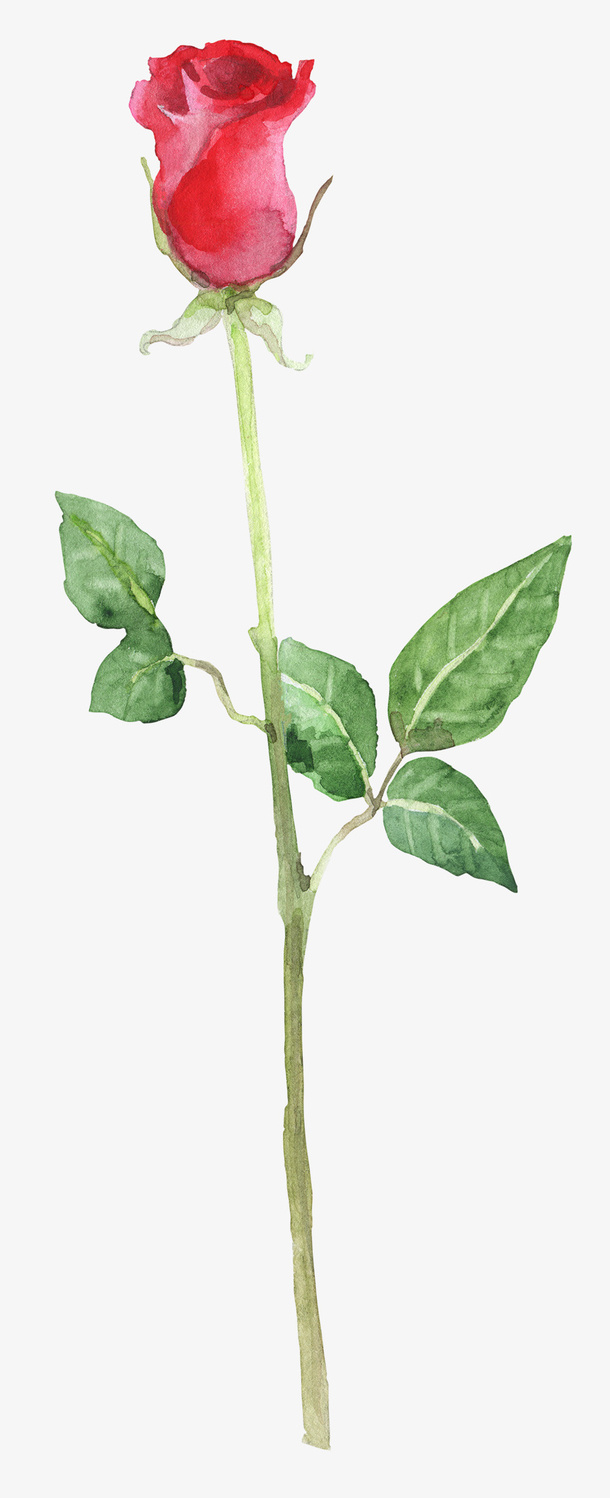 手绘玫瑰花卉花朵免抠