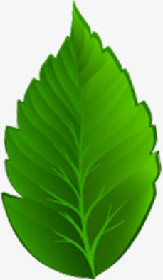 春天美景树叶植物免抠