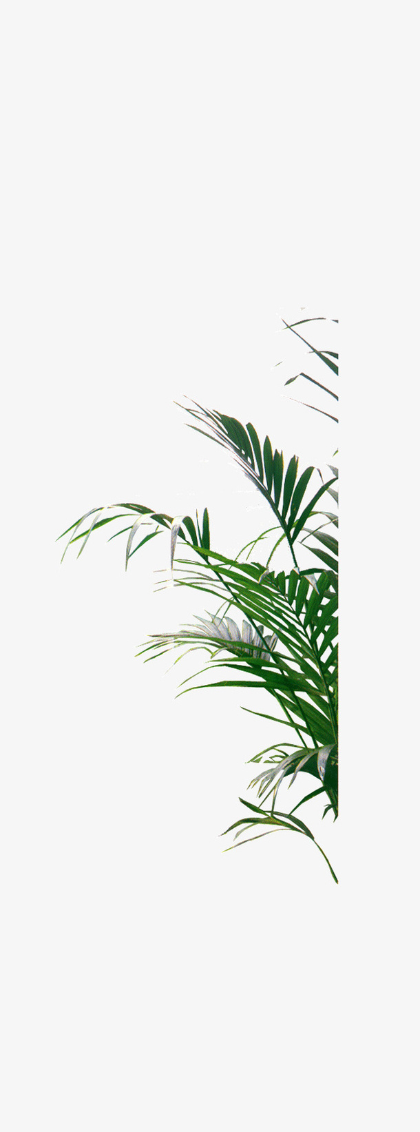 花草免抠