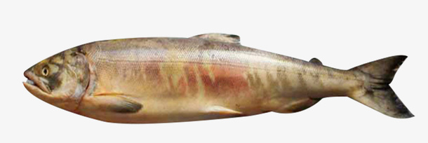 黑龙江特产新鲜大马哈鱼免抠