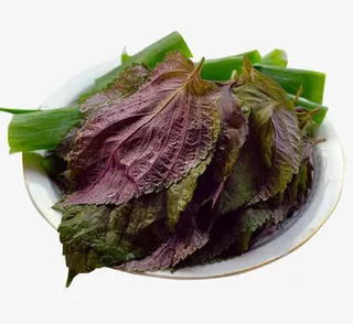 新鲜好吃的紫苏叶免抠