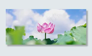 美丽荷花浪漫温馨背景图高清