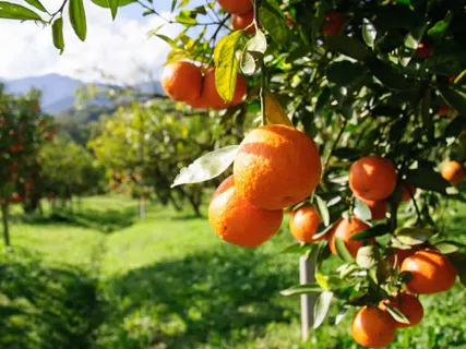 阳光柑橘桌面壁纸免抠 阳光柑橘桌面壁纸免抠