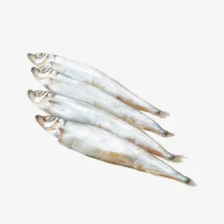 加拿大多春鱼免抠