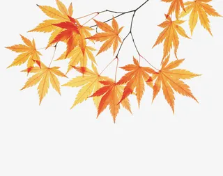 枫叶树枝免抠