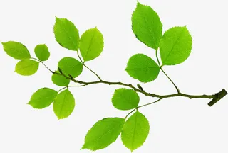 绿色手绘树叶树枝免抠