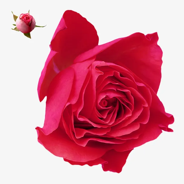 玫瑰花免抠