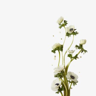 春日清新花朵免抠