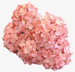 仿真家居装饰花粉色花球免抠