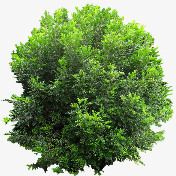 绿色植物免抠