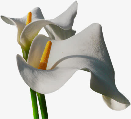 马蹄花盛开的马蹄花免抠