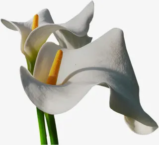 马蹄花盛开的马蹄花免抠