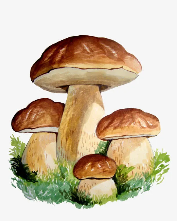 卡通松茸免抠