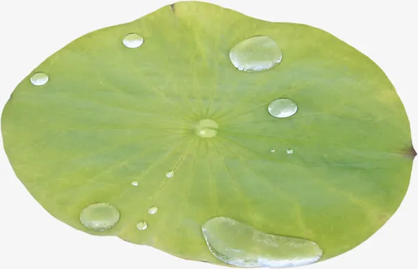绿色露珠荷叶免抠