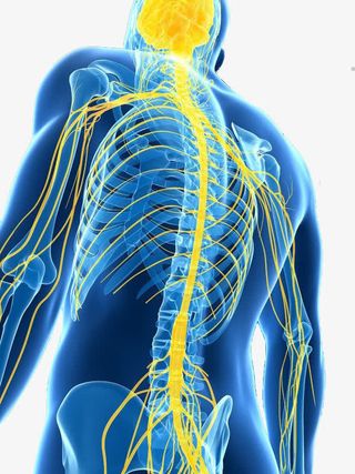 人体神经系统演示图背侧面免抠