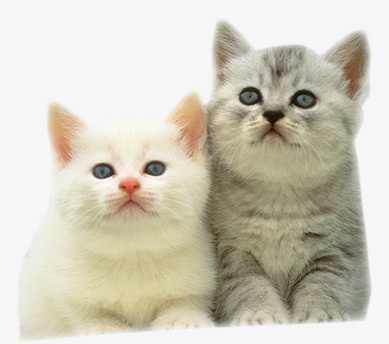猫咪免抠