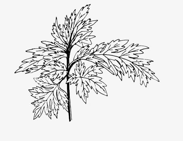 手绘艾叶草免抠