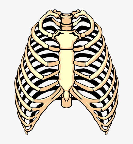 胸腔骨架免抠
