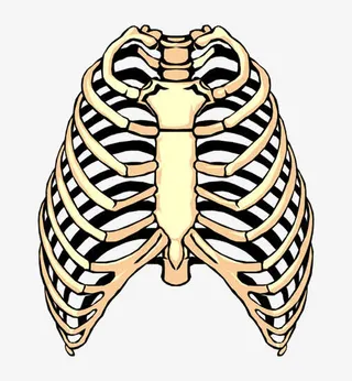 胸腔骨架免抠