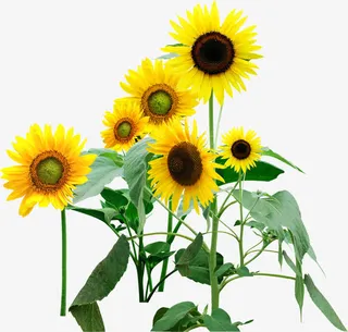 春天黄色田园花朵装饰免抠