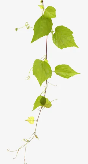 绿色藤蔓免抠