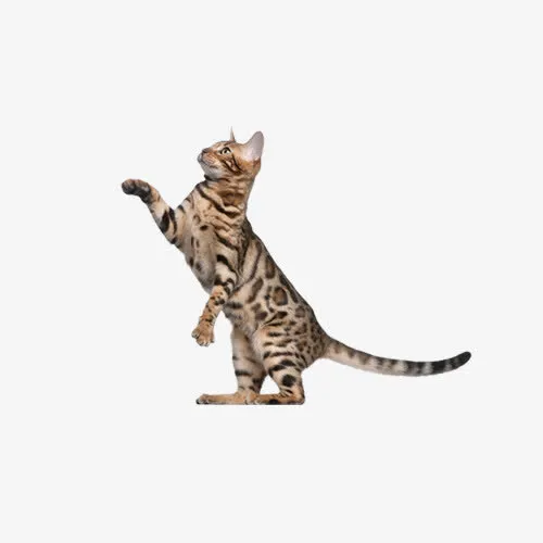 站起来的豹纹猫免抠