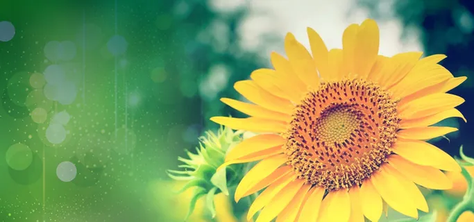 葵花向日葵图片高清 葵花向日葵图片高清