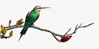 啄木鸟和树枝免抠