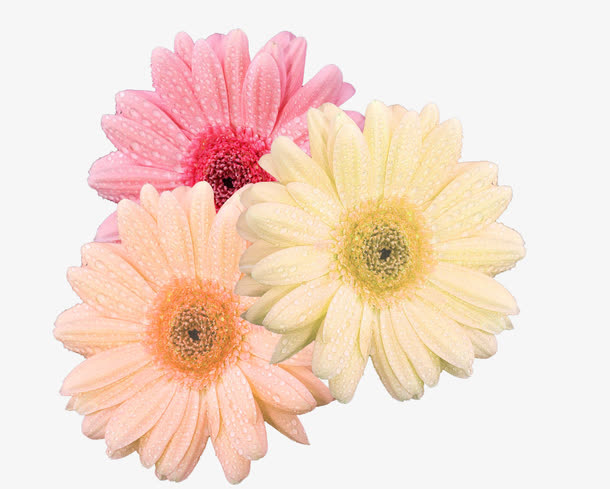 菊花免抠