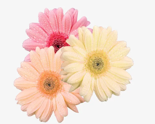 菊花免抠