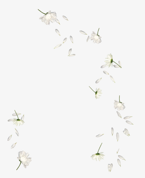 手绘白色散落花瓣免抠