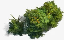 绿色植物免抠