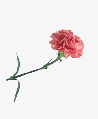 粉色节日温馨康乃馨花朵免抠