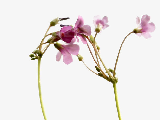小碎花唯美花朵免抠