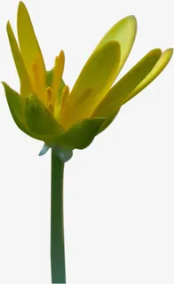 春天绿色黄色嫩芽黄绿色免抠