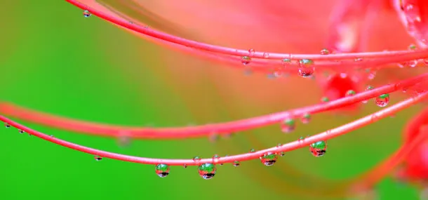 带水滴的树枝免抠