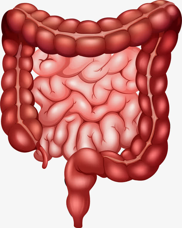 矢量手绘肠道免抠