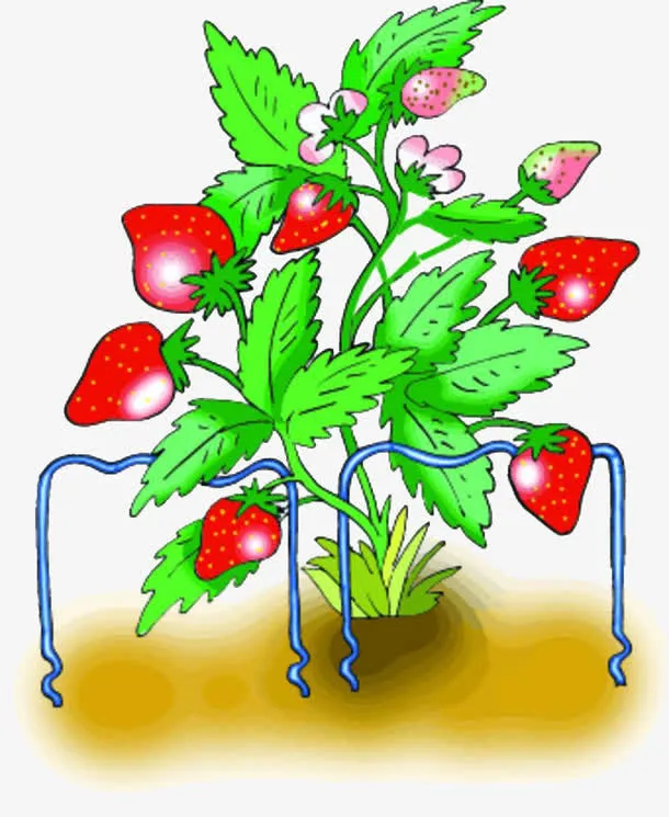 草莓树生长免抠