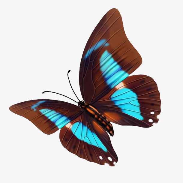 蝴蝶免抠素材免抠