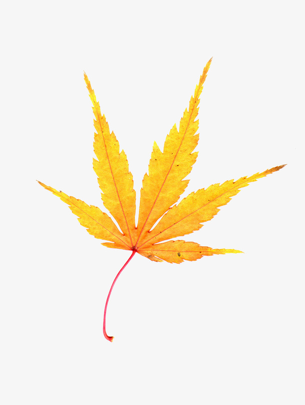 金黄色枫叶免抠